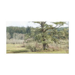 Árbol cubierto de musgo impresiones de lienzo