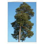 Árbol de pino tarjeta