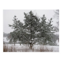 Árbol en invierno tarjetas postales