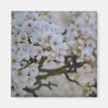 Árbol floreciente de la primavera blanca iman de frigorífico