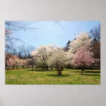Arboretum: Mix of Flowering Trees Poster