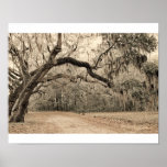 Arch of Oakes Posters