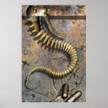 Archanica 2.jpg, www.mondoart.net posters