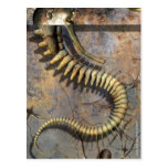 Archanica v2 post card