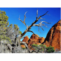Arches National Park Old Tree photo sculptures by lifesphere Arches National Park Old Tree photo sculptures