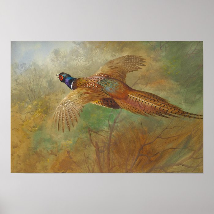 Archibald Thorburn Flying pheasant CC0087 Poster