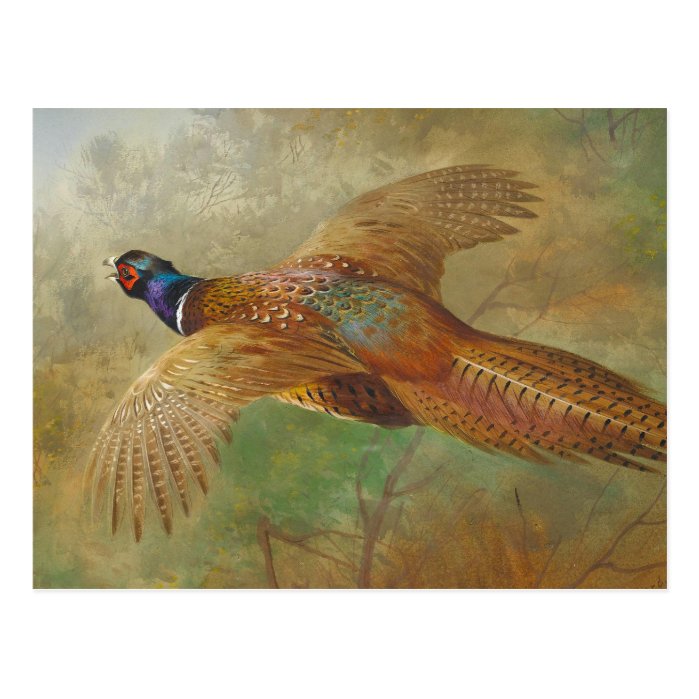 Archibald Thorburn Flying pheasant CC0583 Postcard