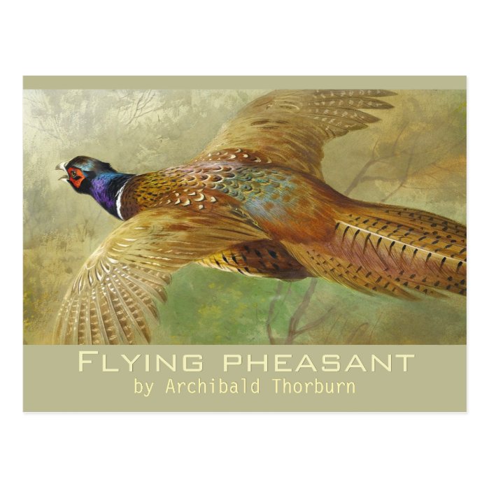 Archibald Thorburn Flying Pheasant CC0679 Postcard