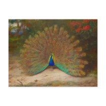 Archibald Thorburn Peacock Postcards