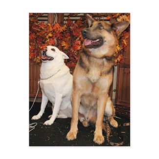 Archie and Nellie - German Shepherds postcard