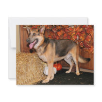 Archie - German Shepherd invitations