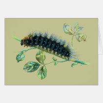 Arctia caja caterpillar cards