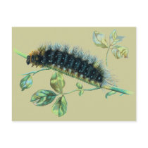 Arctia caja caterpillar postcards