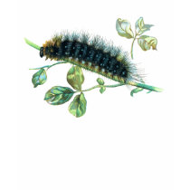 Arctia caja caterpillar t-shirts