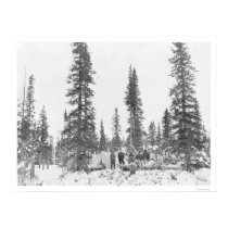 Arctic Circle Campers 1919 posters