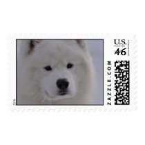 Arctic Dog Stamps