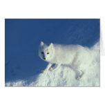 Arctic fox Alopex lagopus) An arctic fox, in cards