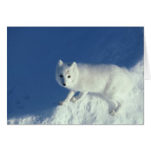 Arctic fox Alopex lagopus) An arctic fox, in Cards