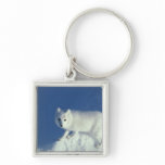 Arctic fox Alopex lagopus) An arctic fox, in Key Chain