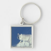 Arctic fox Alopex lagopus) An arctic fox, in Key Chain