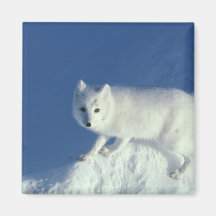 Arctic fox Alopex lagopus) An arctic fox, in Refrigerator Magnet
