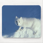 Arctic fox Alopex lagopus) An arctic fox, in Mouse Pads