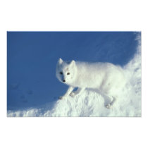 Arctic fox Alopex lagopus) An arctic fox, in