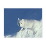 Arctic fox Alopex lagopus) An arctic fox, in Postcards