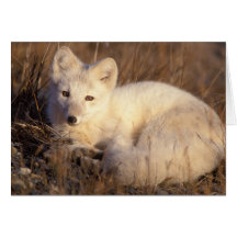 arctic fox, Alopex lagopus, coat changing from 2 Card