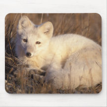 arctic fox, Alopex lagopus, coat changing from 2 Mousepad