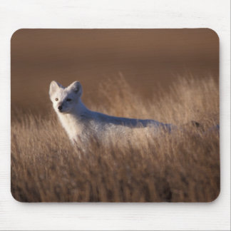 Arctic Fox Mouse Pads | Zazzle