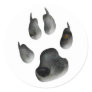Arctic Fox Glimpse Stickers