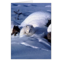 Arctic Fox in Snow Card