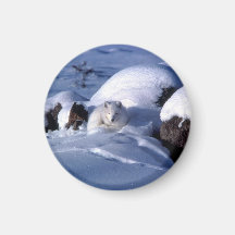 Arctic Fox in Snow Refrigerator Magnets