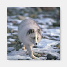 Arctic Fox in snowy rocks Refrigerator Magnet