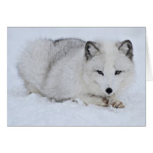 Arctic Fox in the Snow Cards