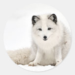 Arctic Fox Stickers | Zazzle