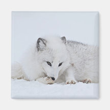 Arctic Fox in the Snow Fridge Magnet