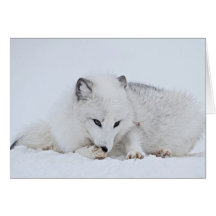 Arctic Fox in the Snow Greeting Card