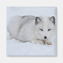 Arctic Fox in the Snow Magnets