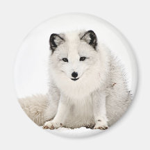 Arctic Fox in the Snow Refrigerator Magnet