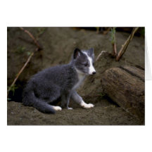 Arctic Fox kit Greeting Cards