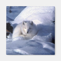 Arctic Fox Magnet 