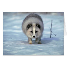 Arctic Fox on snow Cards