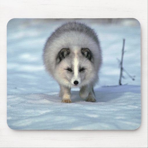 Arctic Fox on snow Mouse Pad | Zazzle