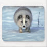 Arctic Fox on snow Use Pads