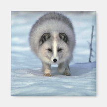 Arctic Fox on snow Refrigerator Magnet