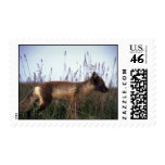 Arctic Fox on summer tundra Postage Stamp