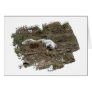 Arctic Fox on the Ground Card