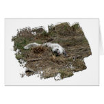Arctic Fox on the Ground; No Text Card